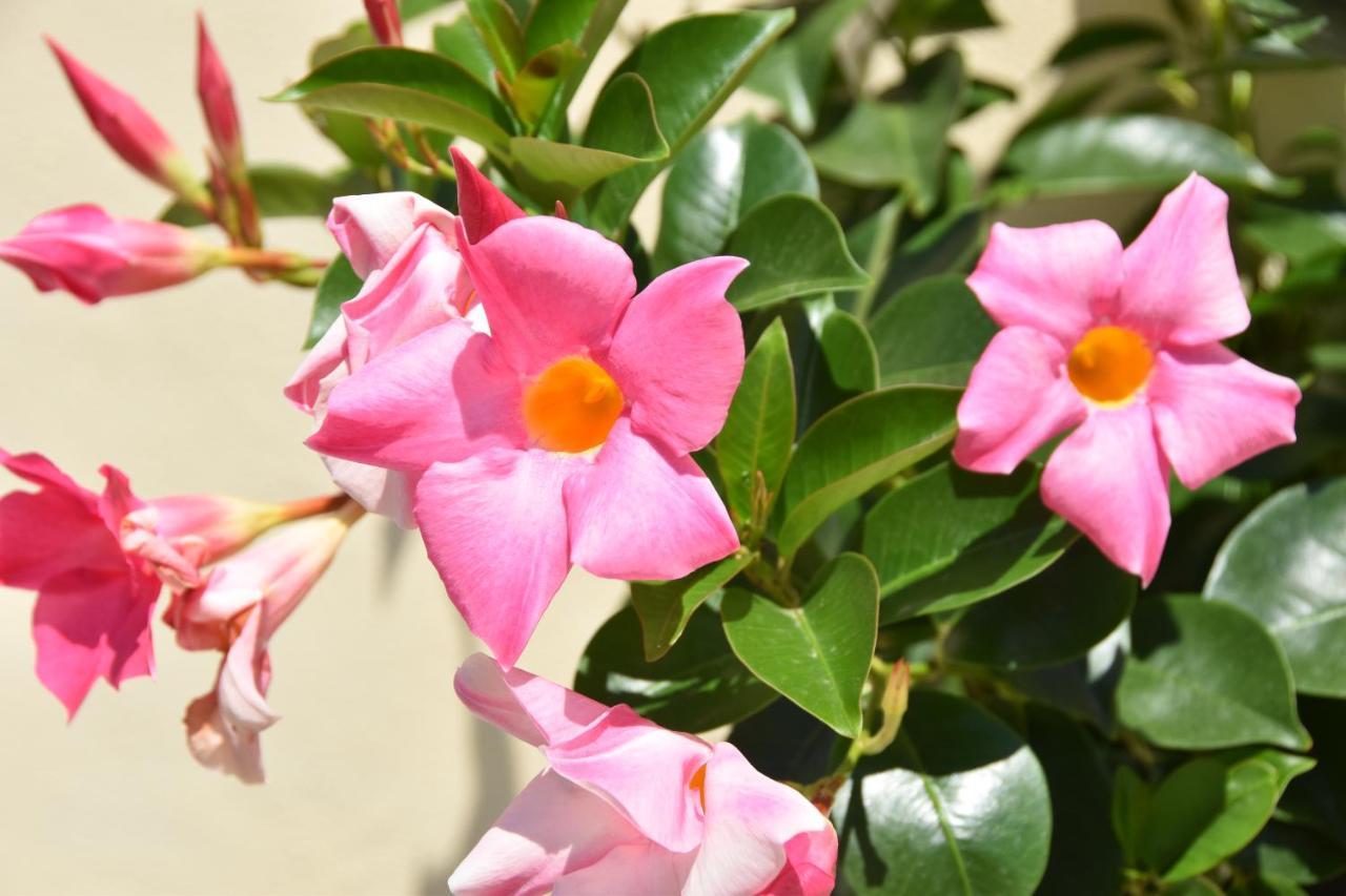 B&B Il Tirreno Cipollina 外观 照片